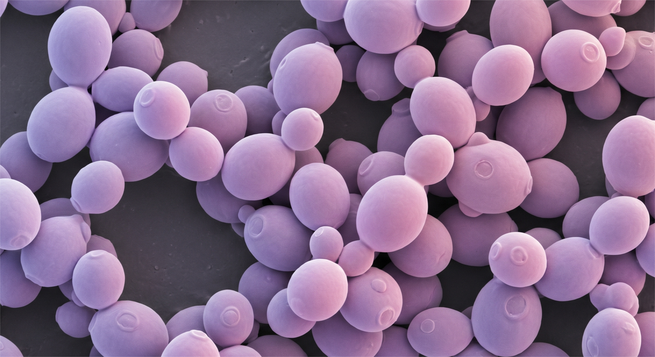 酵母菌电镜照片效果图